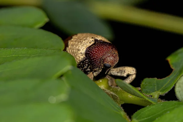 Verdadeiro Weevil Adulto Família Curculionidae — Fotografia de Stock