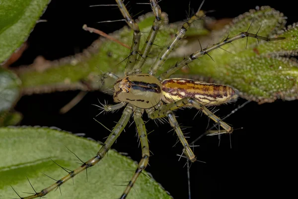 Adult Female Lynx Spider Genus Peucetia — Stock Photo, Image