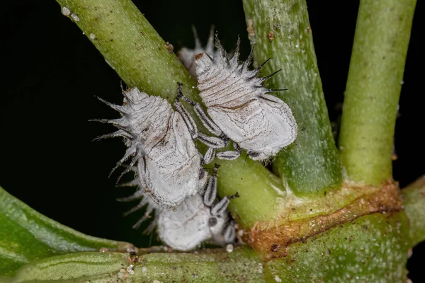 Ninfas Típicas Treehoppers Família Membracidae — Fotografia de Stock