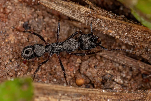 Adult Female Εκτομομίνη Ant Genus Ectatomma — Φωτογραφία Αρχείου