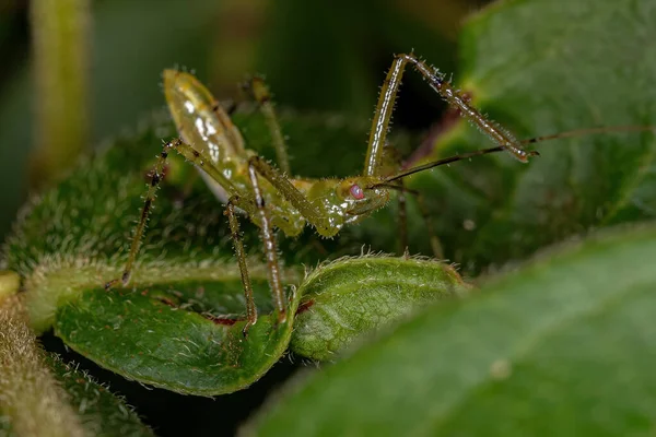 Tribe Harpactorini Assassin Bug Nymph — 스톡 사진