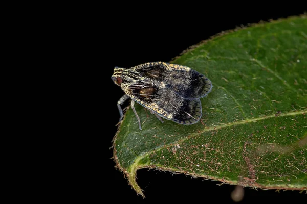 Cixiidae Ailesinin Yetişkin Küçük Bitkisi — Stok fotoğraf