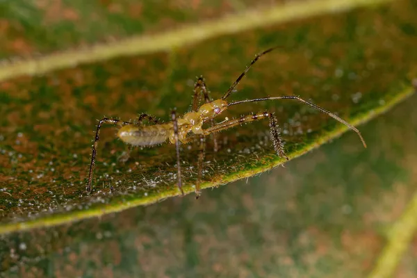 Ninfa Bug Assassino Tribo Harpactorini — Fotografia de Stock