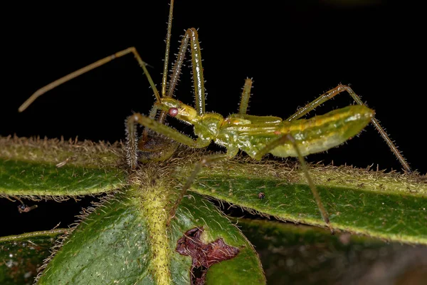 Tribe Harpactorini Assassin Bug Nymph — 스톡 사진