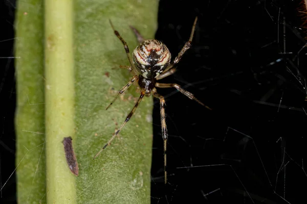 Araignée Adulte Femelle Famille Des Theridiidae — Photo