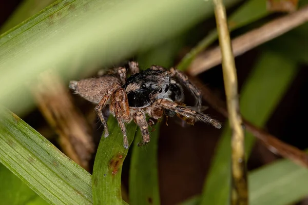 アリに捕食されている種のオスの成虫ジャンプスパイダーサンパタスQueradiatus — ストック写真