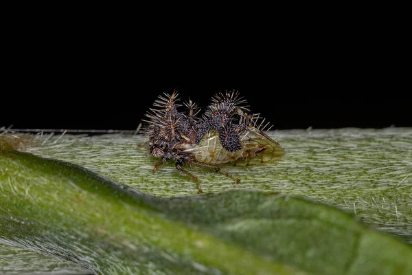 Vuxenmimicking Treehopper Arten Cyfonia Clavigera — Stockfoto