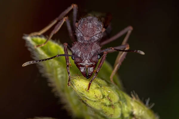 Ausgewachsene Weibliche Acromyrmex Blattschneiderin Königin Ameise Der Gattung Acromyrmex — Stockfoto