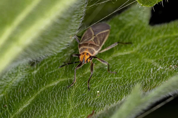 Ausgewachsene Samenkäfer Der Familie Lygaeidae — Stockfoto