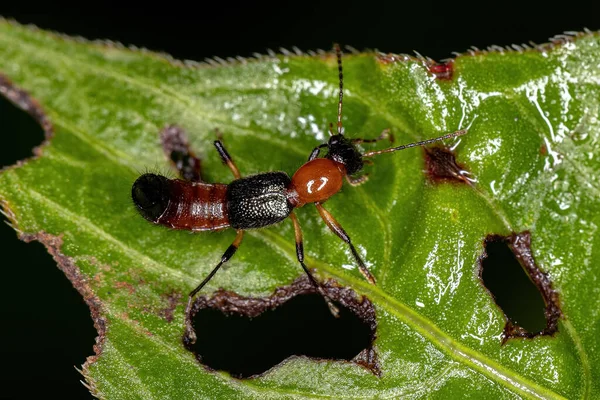 Whiplashskalbagge Släktet Paederus Vuxen — Stockfoto