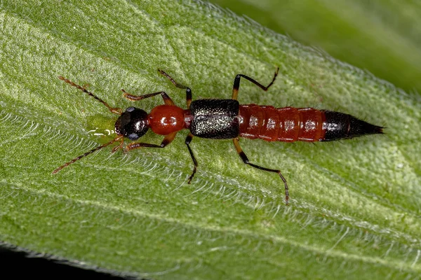 Ausgewachsener Schleudertrauma Käfer Der Gattung Paederus — Stockfoto