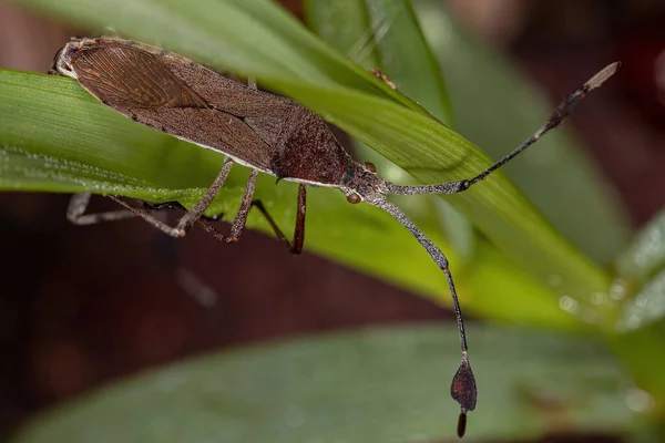 Adult Leaf Footed Bugs Genus Chariesterus Coupling — ストック写真