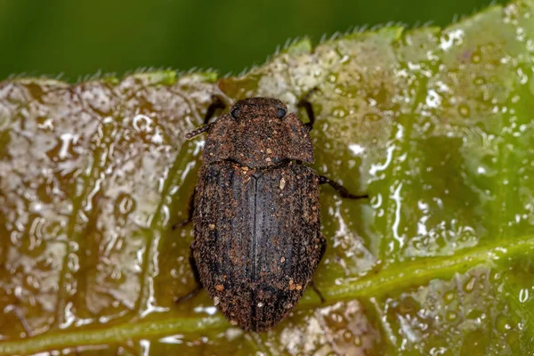 Escarabajo Oscuro Adulto Familia Tenebrionidae —  Fotos de Stock