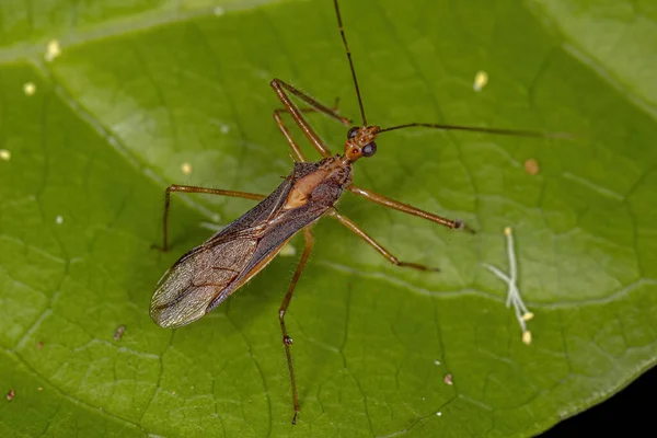 Adult Assassin Bug Släktet Repipta — Stockfoto