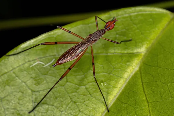 Adult Stilt Legged Fly Genus Micropeza — Stock Photo, Image