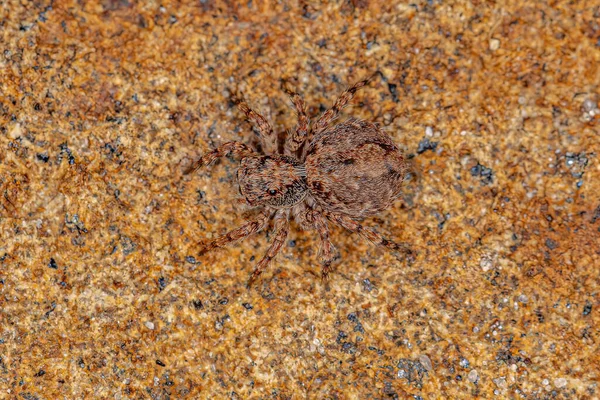 Marma Nigritarsis Türünün Küçük Zıplayan Örümceği — Stok fotoğraf
