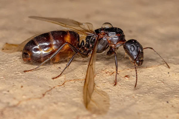 Camponotus Cinsinin Yetişkin Kadın Marangoz Kraliçesi Karınca — Stok fotoğraf