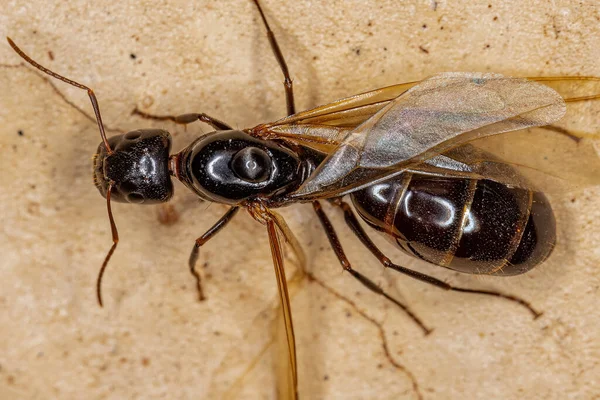 Adult Female Carpenter Queen Ant of the genus Camponotus