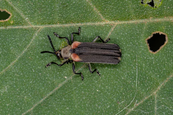 Escarabajo Hoja Adulta Tribu Chalepini — Foto de Stock