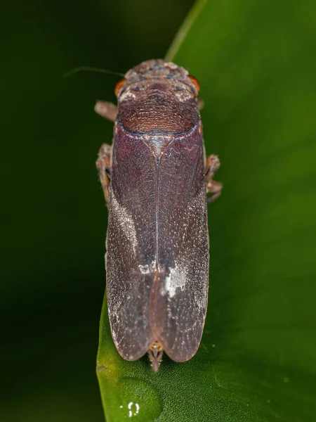 Adulto Verdadeiro Hopper Infraordem Cicadomorpha Com Foco Seletivo — Fotografia de Stock