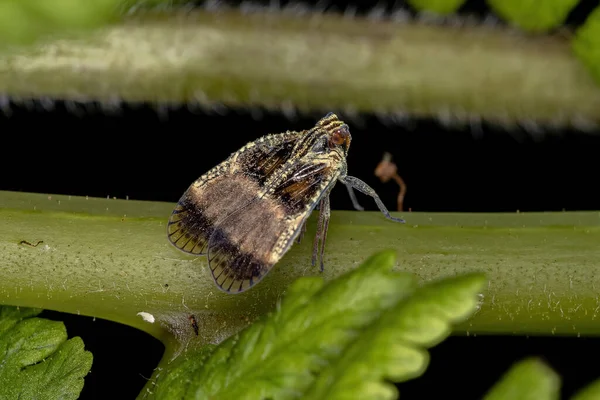 Adulter Kleinplanthopper Aus Der Familie Der Cixiidae — Stockfoto