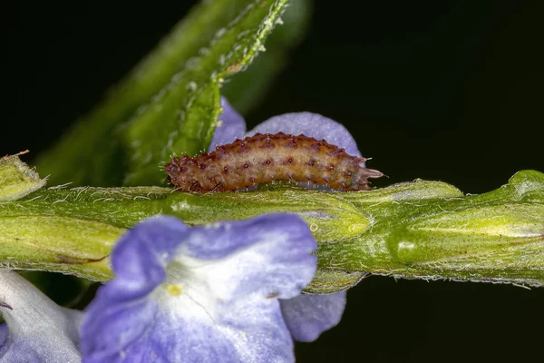 Alticini部落的Flea Beetle Larva — 图库照片