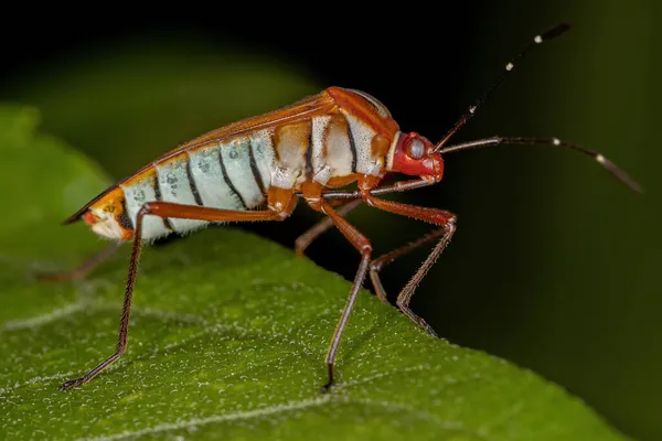 Volwassen Bladwantsen Van Soort Hypselonotus Interruptus — Stockfoto