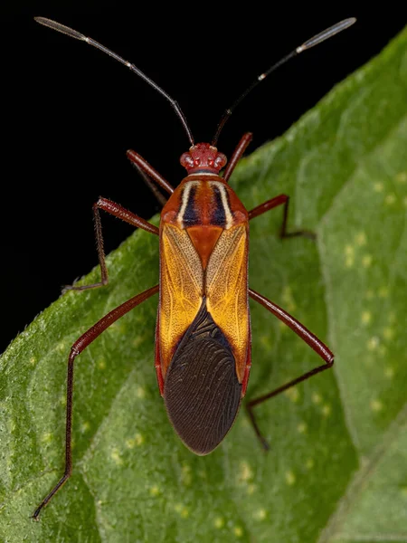 Dospělý Leaf Footed Bug Species Hypselonotus Interruptus — Stock fotografie