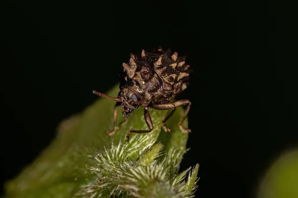 Adult Warty Leaf Beetle Tribe Fulcidacini — Stock Photo, Image
