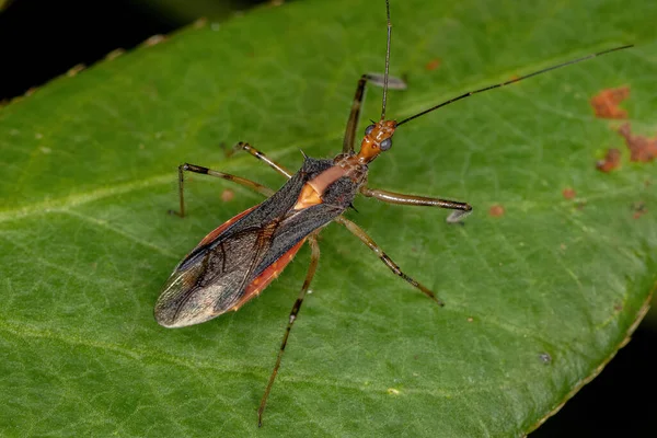 Adult Assassin Bug Släktet Repipta — Stockfoto