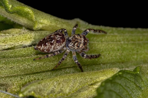 Malý Skákající Pavouk Subkmene Dendryphantina — Stock fotografie