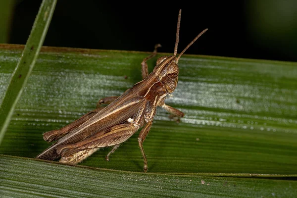 Adulto Stridulating Slant Faced Grasshopper Dos Gêneros Orphulella — Fotografia de Stock