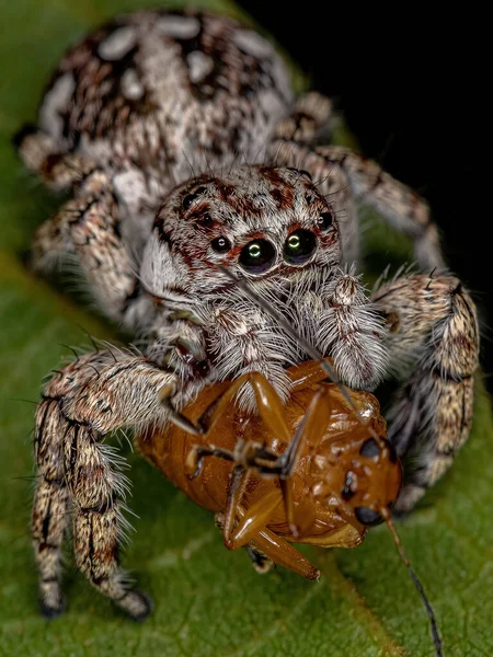 Reuzenspringende Spin Van Onderfamilie Salticinae Prooiend Een Volwassen Bladkever Van — Stockfoto