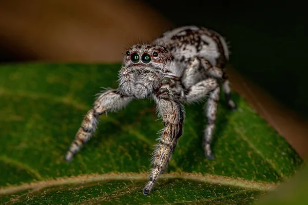 Giant Jumping Spider Της Subfamily Salticinae — Φωτογραφία Αρχείου