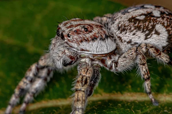 Araña Saltarina Gigante Subfamilia Salticinae — Foto de Stock