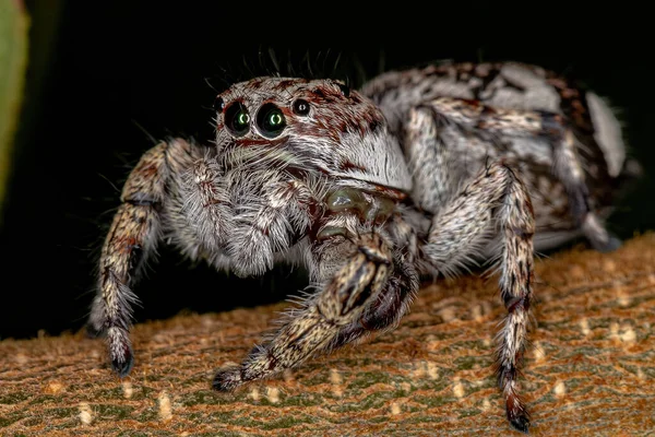 沙门氏菌亚科的巨大跳跃蜘蛛 — 图库照片
