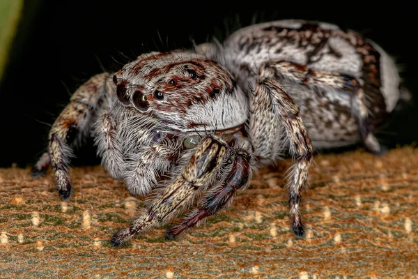 Obří Skákající Pavouk Podčeledi Salticinae — Stock fotografie