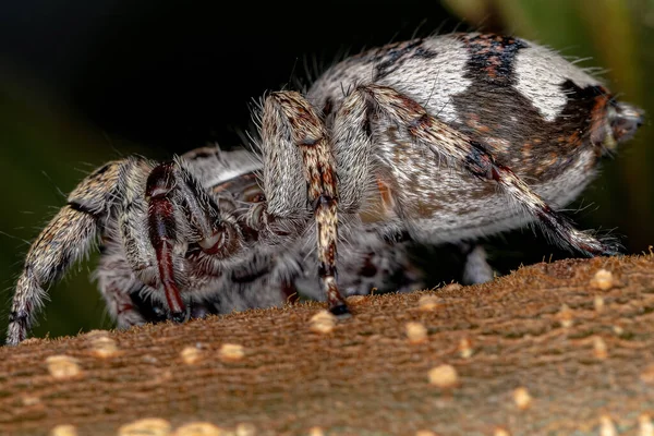 Araña Saltarina Gigante Subfamilia Salticinae —  Fotos de Stock
