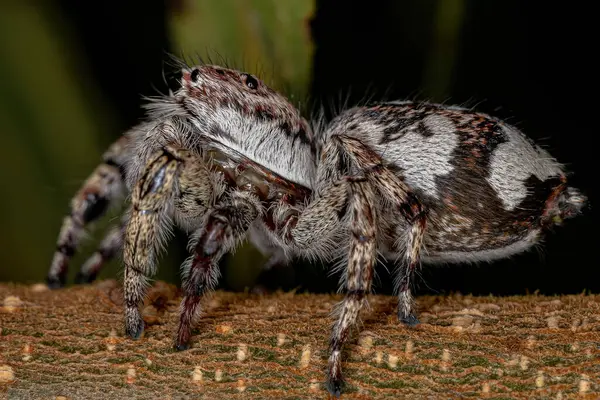 Riesige Springspinne Aus Der Unterfamilie Salticinae — Stockfoto