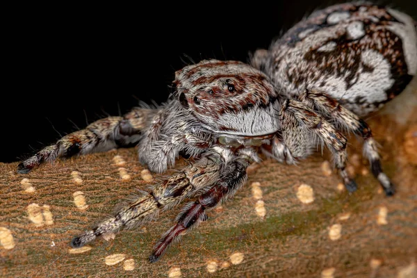 Giant Jumping Spider Της Subfamily Salticinae — Φωτογραφία Αρχείου