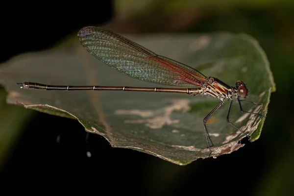 Hetaerina属的Adul Rubyspot Damselfly昆虫 — 图库照片