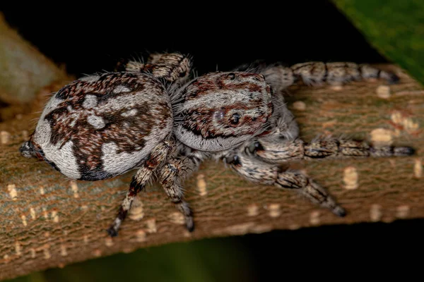 Giant Jumping Spider Subfamily Salticinae — Stock Photo, Image