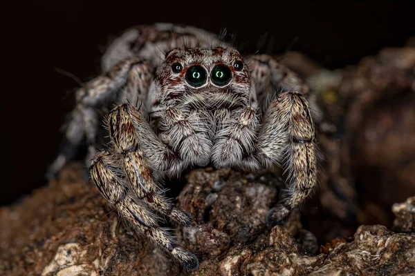 Alt Familyanın Dev Sıçrayan Örümceği — Stok fotoğraf