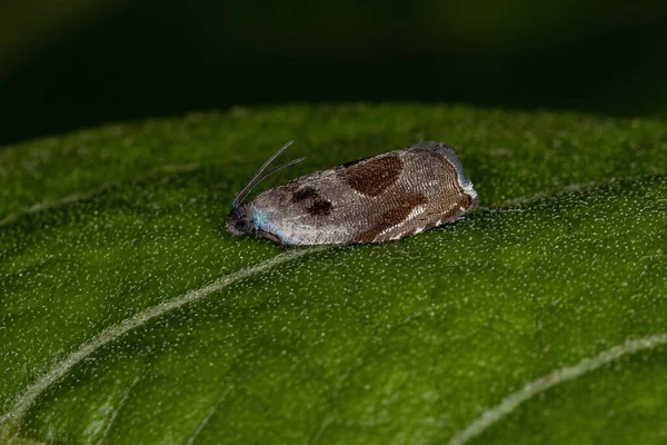 Dorosły Tortricid Leafroller Moth Rodziny Tortricidae — Zdjęcie stockowe