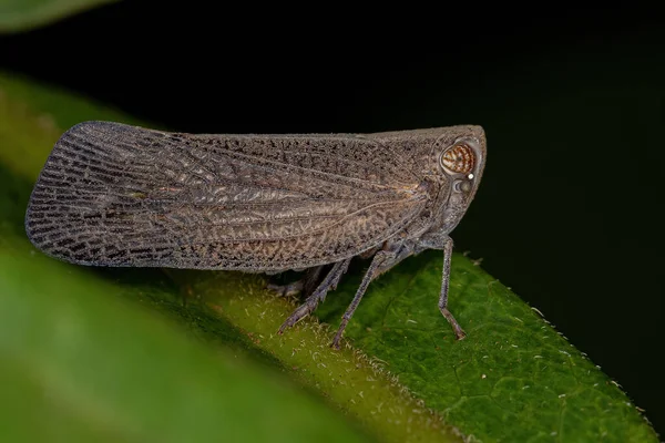 Volwassen Nogodinid Planthopper Insect Van Onderfamilie Bladininae — Stockfoto