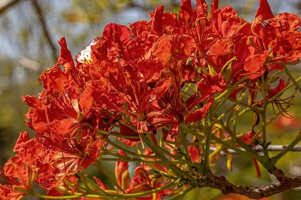 Red Flower Tree Flamboyant Species Delonix Regia Selective Focus — Stock Photo, Image