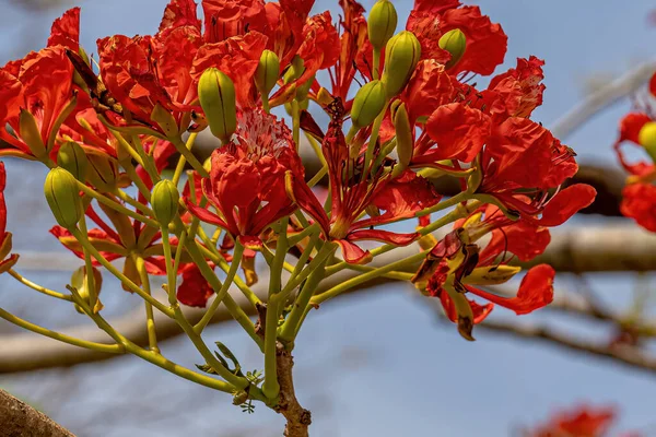 Κόκκινο Άνθος Του Δέντρου Flamboyant Του Είδους Delonix Regia Επιλεκτική — Φωτογραφία Αρχείου