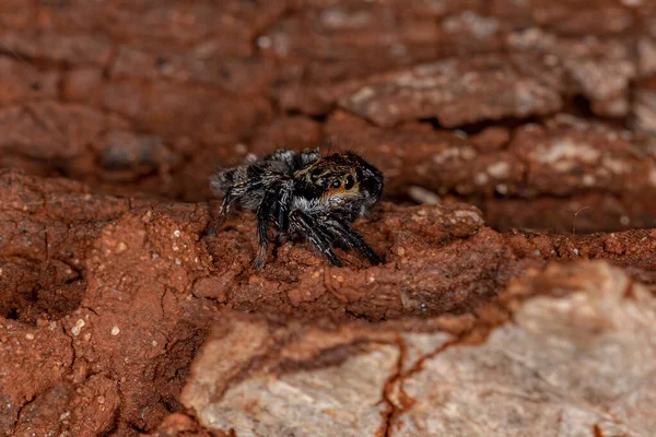Small Jumping Spider Genus Corythalia — Stock Photo, Image