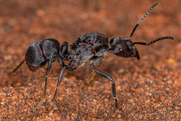 Adult Female Ectatommine Queen Ant of the Genus Ectatomma