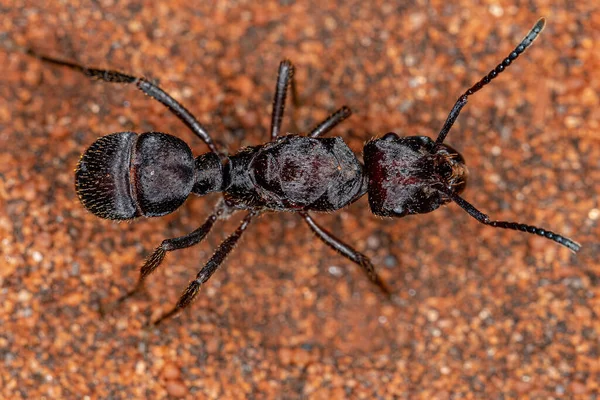 Hembra Adulta Ectatommine Queen Ant Genus Ectatomma —  Fotos de Stock